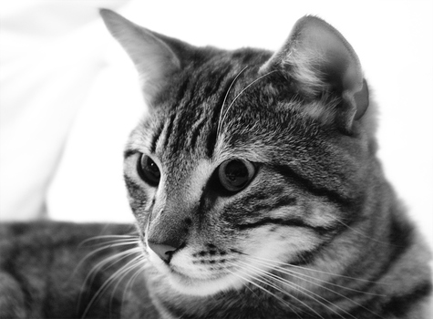 Sunny Portrait