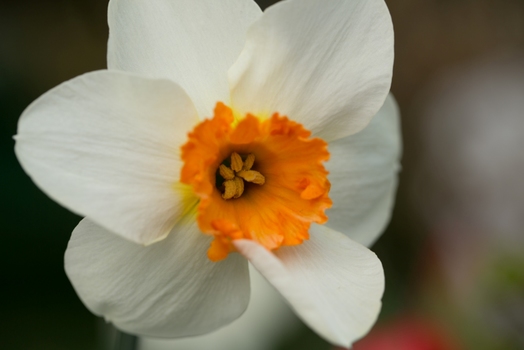 Flowers en Detail