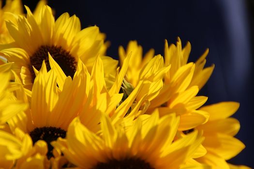 Sonnenblumen