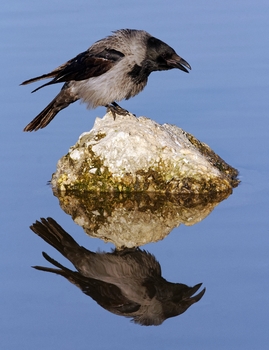Reif für die Insel