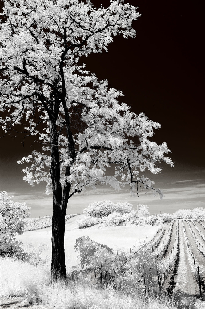 Baum und Weingarten