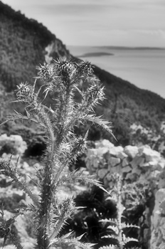 Taurische Eselsdistel