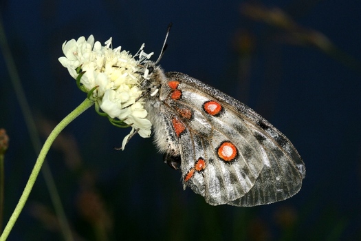 Parnassius apollo
