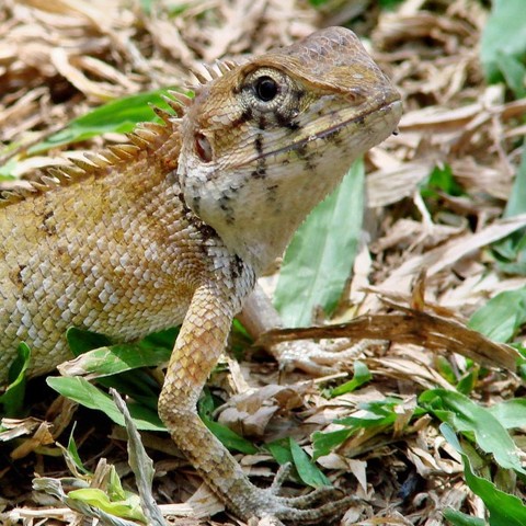 Leguan