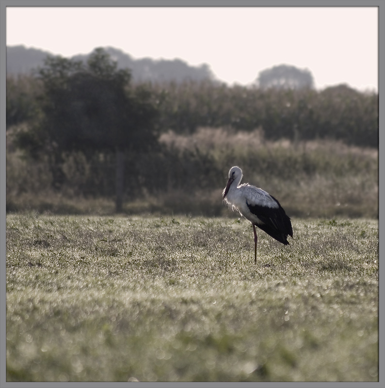 Morgen