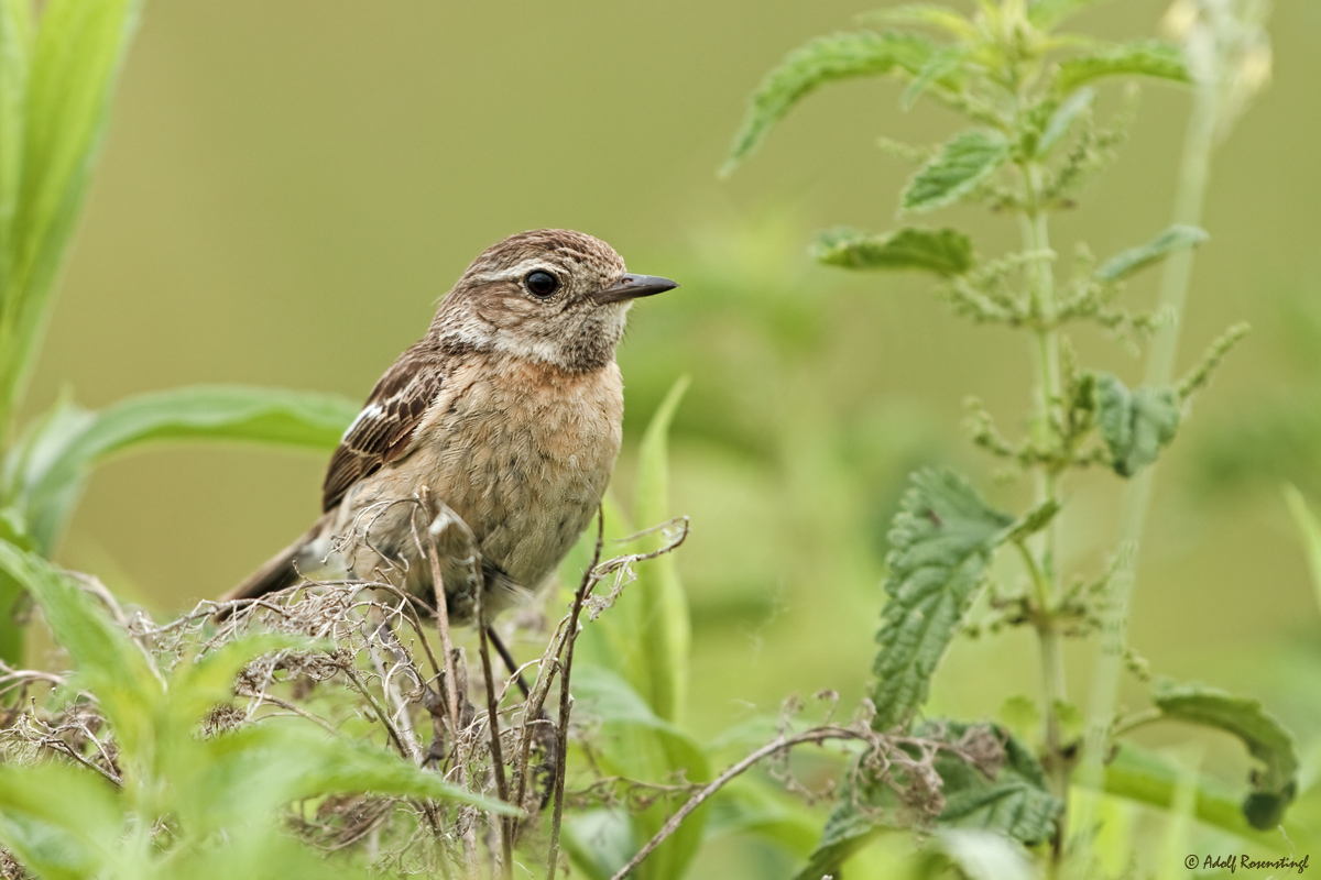 Schwarzkehlchen Weibchen