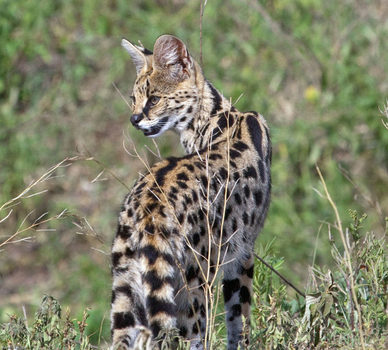Serval