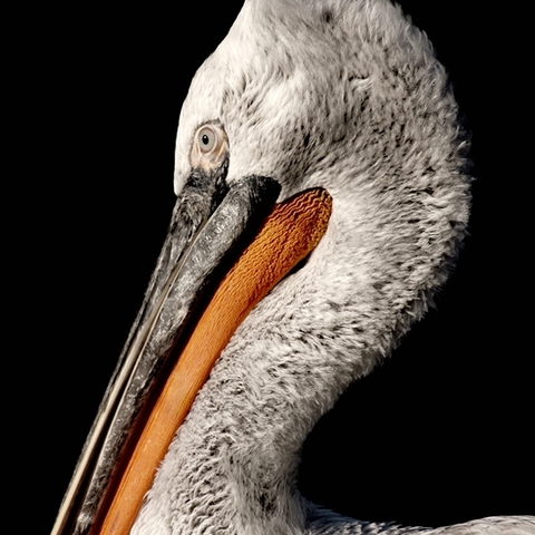 Pelikan
