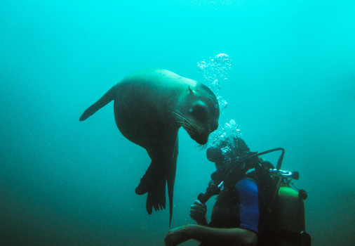 Seelöwe 1
