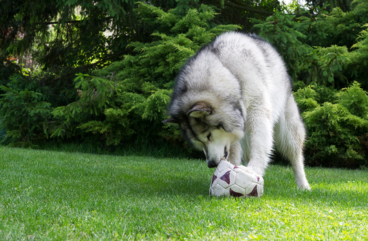 Ich hasse Fußball ....