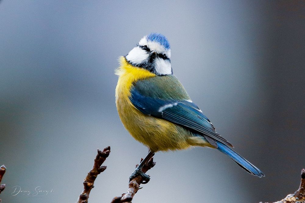 Blaumeise ,Cyanistes caeruleus