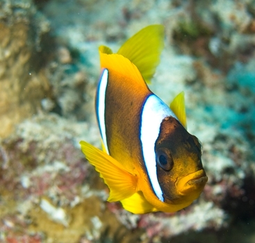 Nemo Freischwimmer