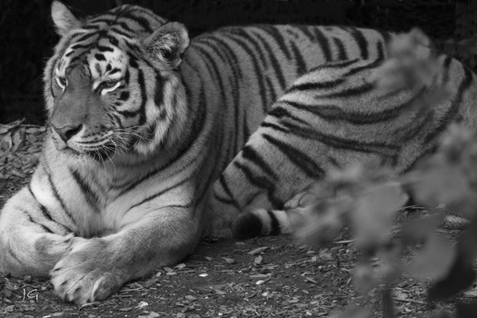 Tigers&w