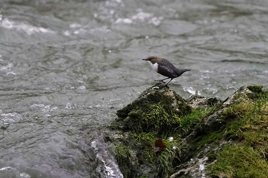 Wasseramsel
