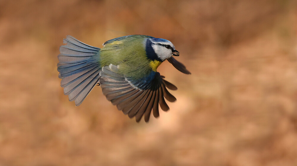 Blaumeise