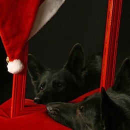 warten auf den Weihnachtsmann