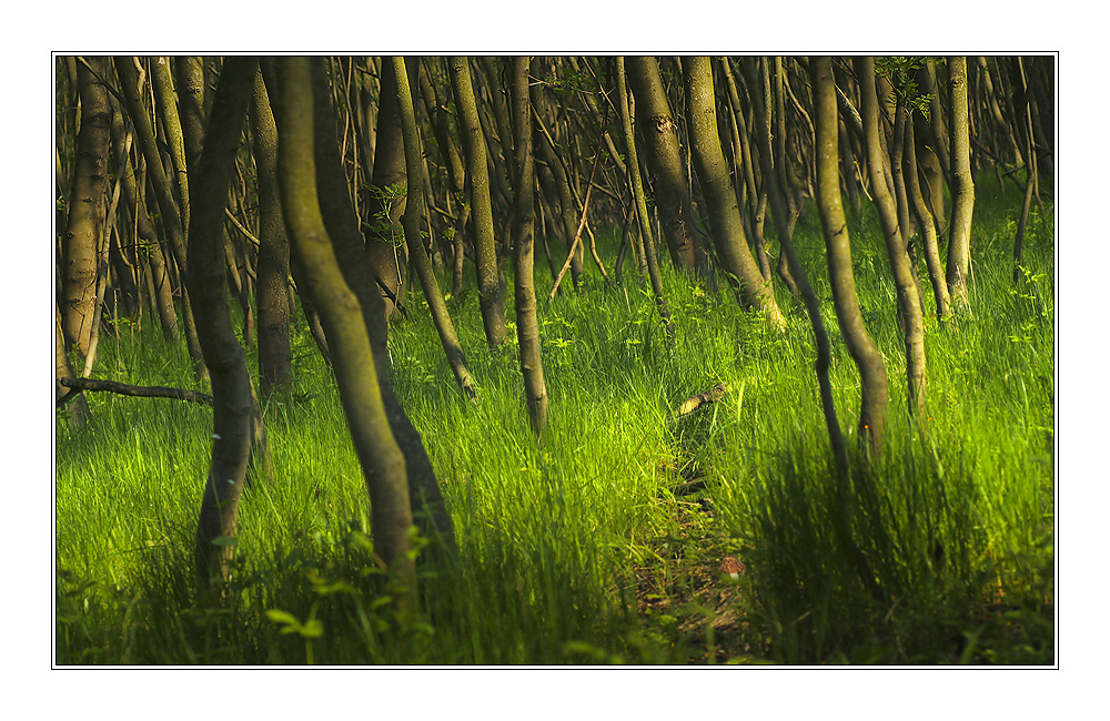 Frühling im Unterholz