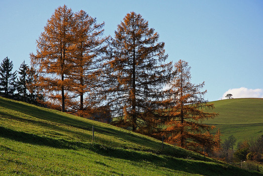 Maler Herbst