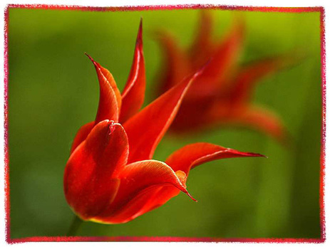 Blume
