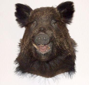 Wildes Schwein