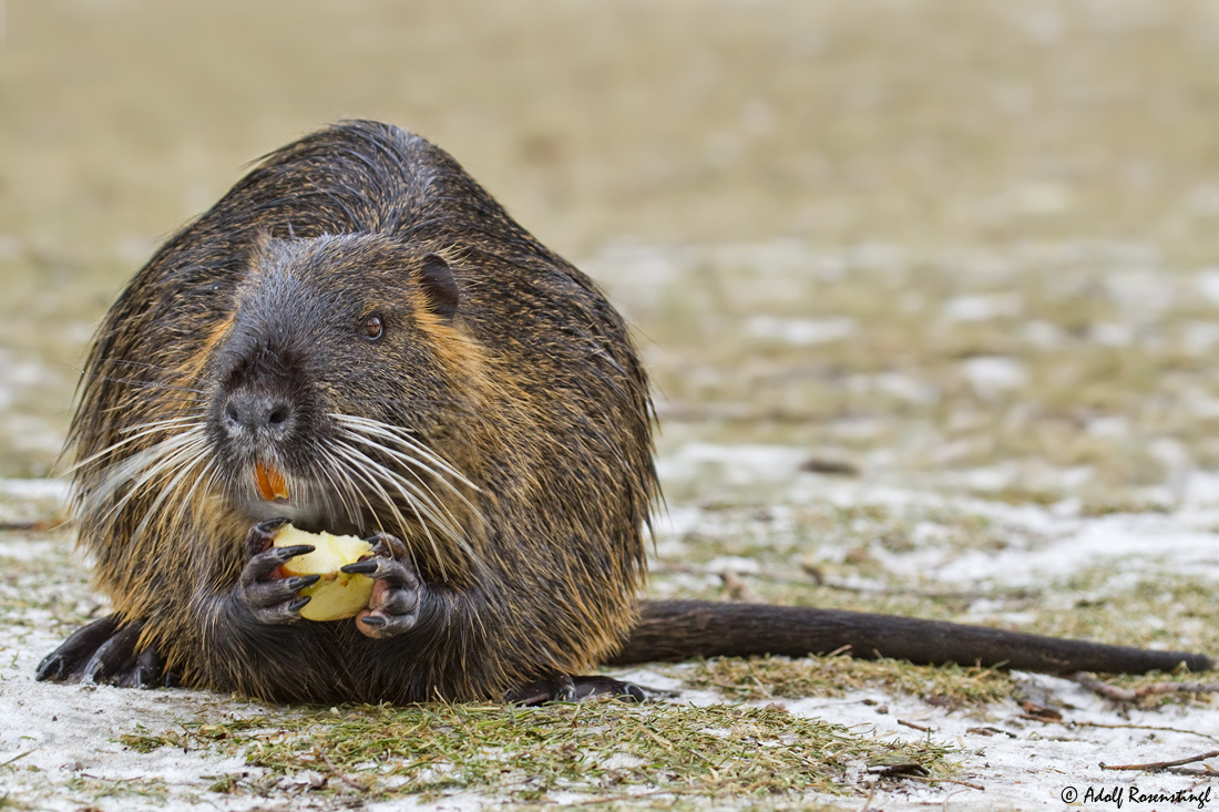 Nutria - Biberratte (Myocastor coypus) 2