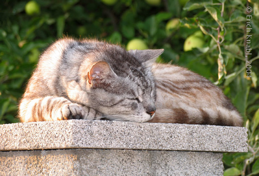 Nachbarins Katze