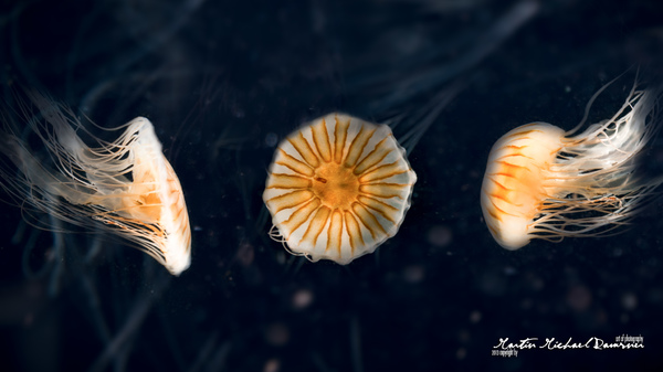 Jellyfish Color | Quallen Wunder