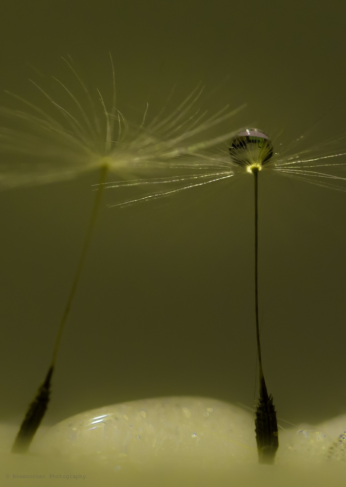 *dandelion*