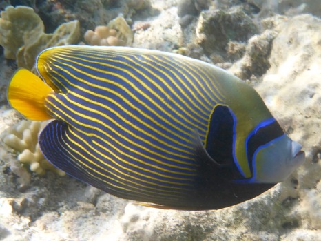 Kaiserfisch Im Roten Meer