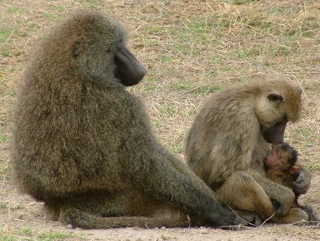 Eine schrecklich nette Familie