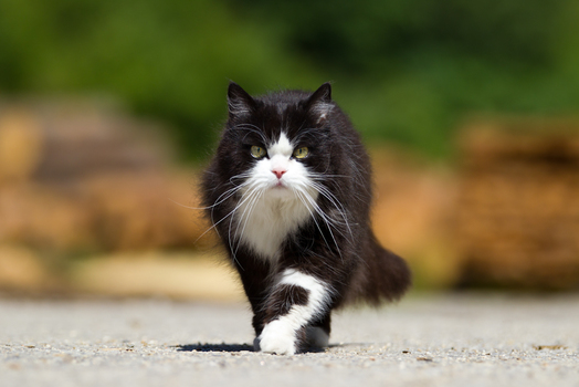 Catwalk