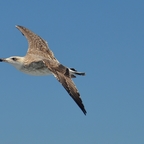Möwe :)