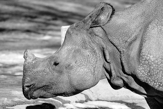 Nashorn in Schönbrunn