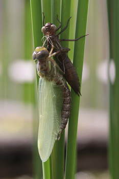 Libelle mit Larve