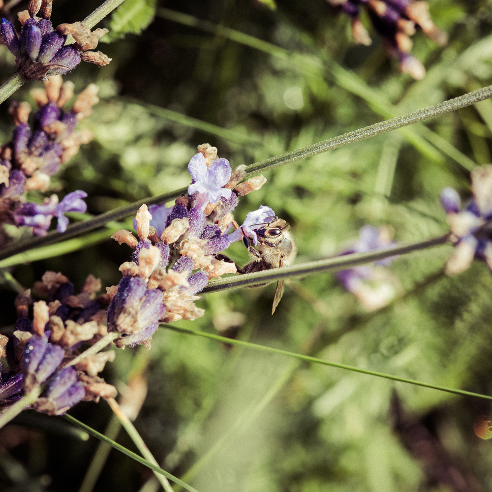 Bienchen