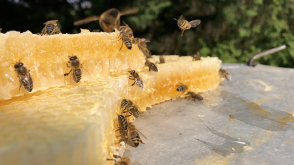 Bienenlieferung