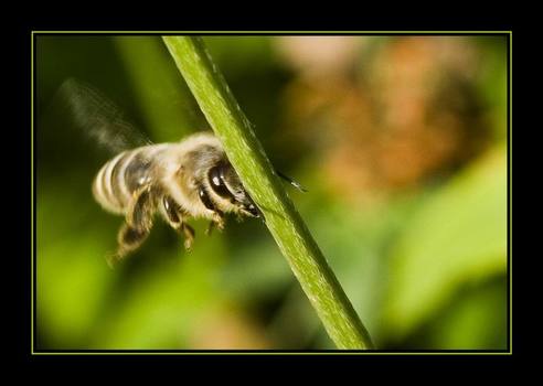 CRASH - Biene gegen Halm