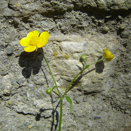 Farbtupfer vor der mittelalterlichen Mauer