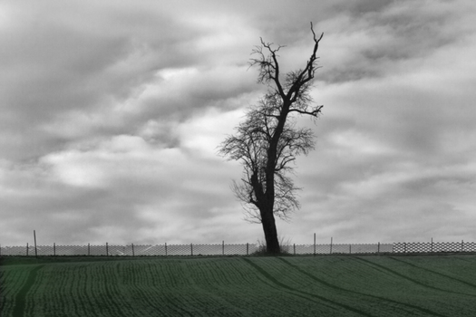 Sauwetter