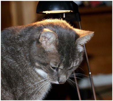 " Der  HEILIGE  KATER  "