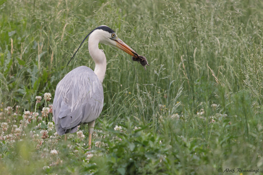 Graureiher (Ardea cinerea)