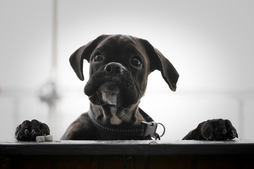 hungry puppy
