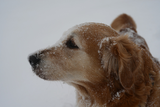 Dill im Schnee