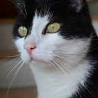 Katzenportrait