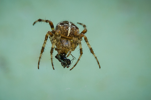 Kreuzspinne