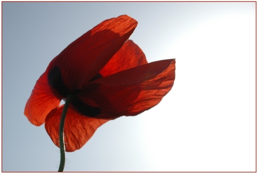Einfach nur Mohn...