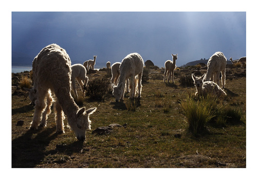 Llamas