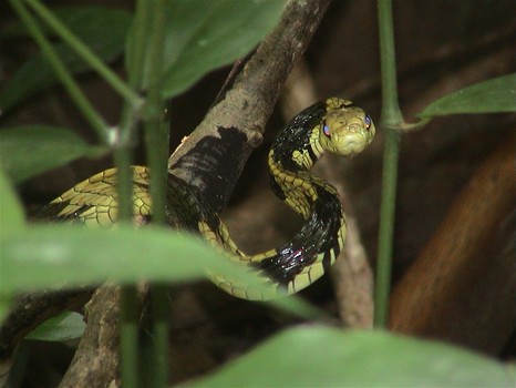 Snake
