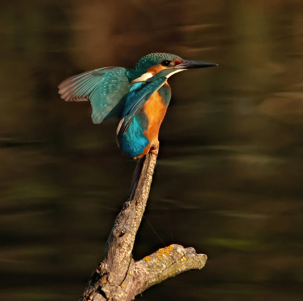 Eisvogel