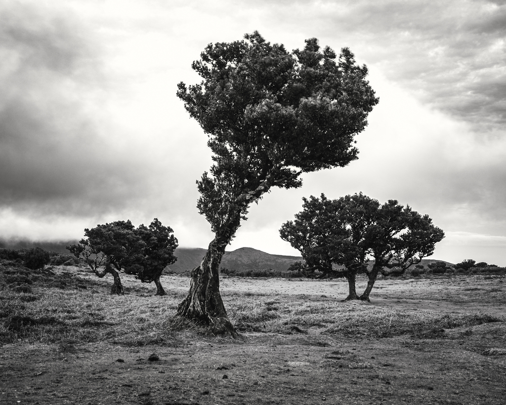 Trees